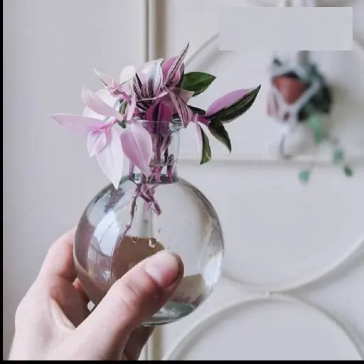 گیاه هایی که در آب رشد میکنند