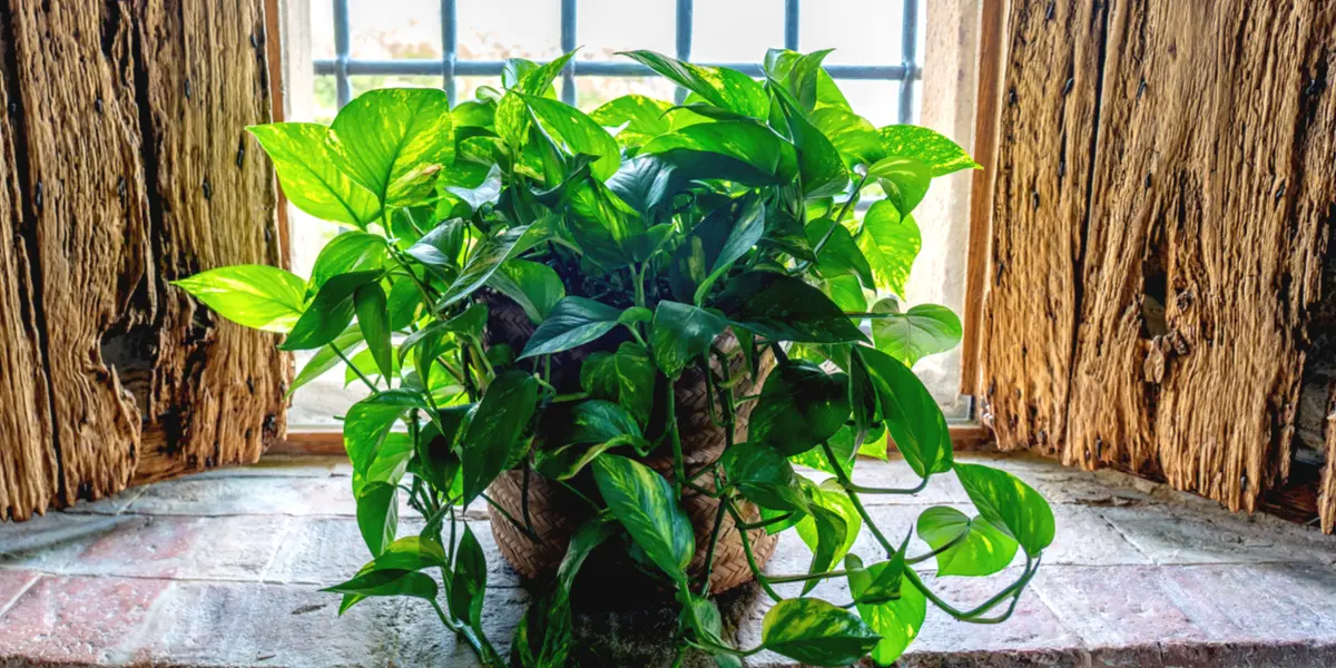 growing-devils-ivy
