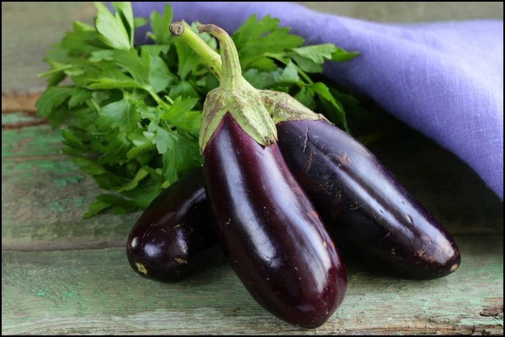 eggplant_plogger_ir_-8-1024x685