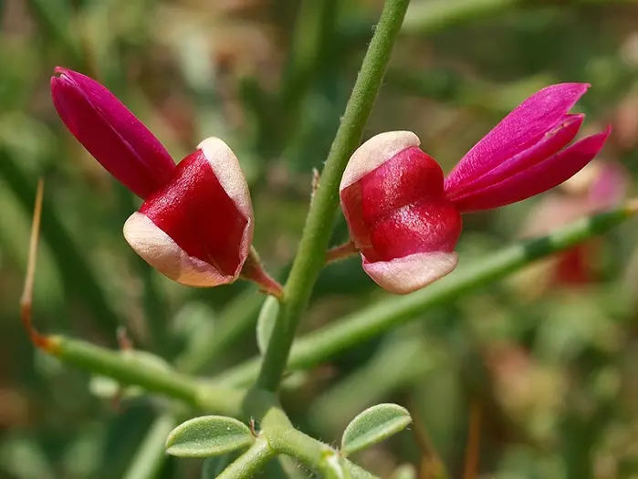 خارشتر8