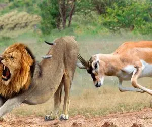 از جذابیت‌های حیات وحش؛ جدیداً آهو ها هم شاخ شدن به شیرا حمله میکنن