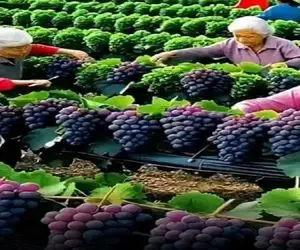 کشاورزی نوین؛ انگورهایی که پرورش داده قد کله اشن افتاده تو ظرف عسل چه پولی بزنه جیب