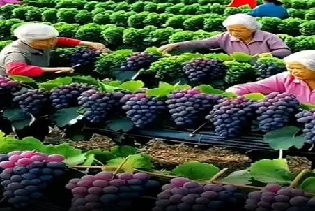 کشاورزی نوین؛ انگورهایی که پرورش داده قد کله اشن افتاده تو ظرف عسل چه پولی بزنه جیب