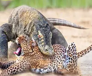 جذابیت حیات وحش / نبرد خصمانه ببر دد و اژدهای کومودو برای زنده ماندن