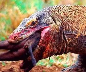 مستند حیات وحش؛ اژدهای کومودو؛ بچه گراز