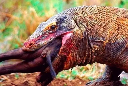 مستند حیات وحش؛ اژدهای کومودو؛ بچه گراز