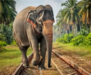 حیات وحش مصنوعی/فیل خرطومشو فدای جون هزار آفریقایی کرد/قبیله ها قربون قدو بالاش میرن