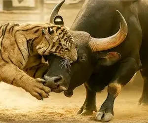 قلمرو وحش / ببر که خرس، تمساح، گاو و حتی شیر را شرحه میکند