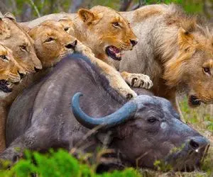 شاهکار حیات وحش / وقتی گله شیر دو خم بوفالو را گرفت و از پس حملاتش برآمد