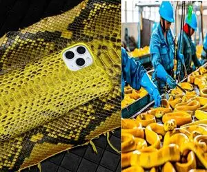 فرآوری مار؛ پوست مارهای زرد قلمی رو با چاقو اره ای جدا میکنن تا بشه کیف