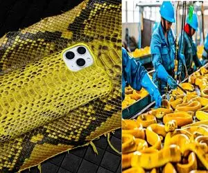 فرآوری مار؛ پوست مارهای زرد قلمی رو با چاقو اره ای جدا میکنن تا بشه کیف