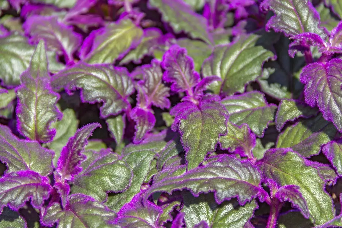 ب1