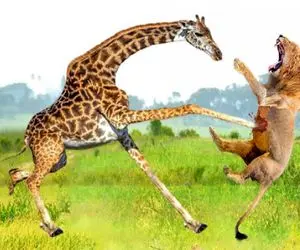 راز بقا؛ لگدهای زرافه دراز ناز کارساز نبود مغلوب شیر نشد