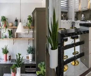 گیاهان مناسب برای آشپزخانه/ گیاهان باحال برای آشپزخونه های کم جای خانمای های لول