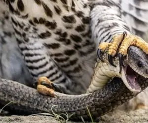 بر مدار وحش؛ عقاب رحم نمی کنه از  کله پرنده دراز میکشه تو قفس