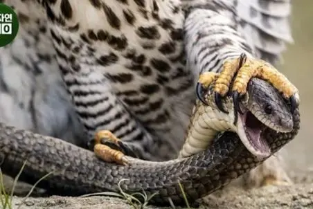 بر مدار وحش؛ عقاب رحم نمی کنه از  کله پرنده دراز میکشه تو قفس