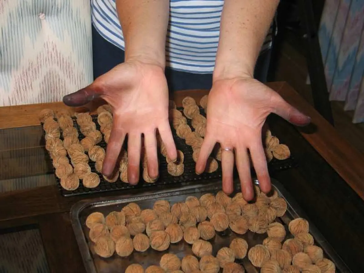 How-to-Remove-Walnut-Stains-From-Skin-05