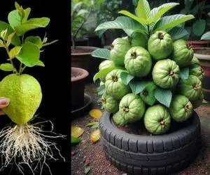 کشاورزی بدیع؛ با ترکیب آلوئه ورا و خمیردندون سیب میکاره سر یه هفته میوه میده