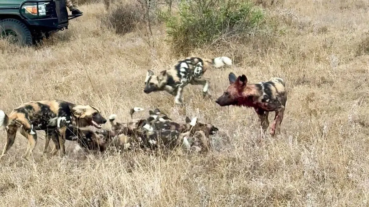 Wild-Dogs-Family-Makes-a-Huge-Noise-During-Reunion-7-1024x576-ezgif.com-webp-to-jpg-converter