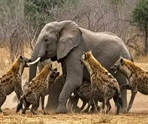 مستند حیات وحش / حمله اشتباه کفتارها دمار از روزگارشان درآورد