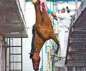 فرآوری اسب؛ اسب که به هن و هن افتاد میکشن به چهارمیخ آماده شه برای استیک آبدار