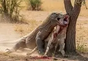 مستند حیات وحش؛ کومودو سفاک کفتار چسبونده به درخت تا نبلعه ول کن نیست