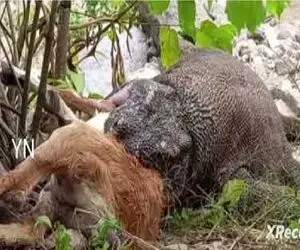 مستند حیات وحش؛ کومودو سفاک شبیخون زد به بره حامله آش و با جاش خورد