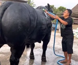 گاو غول پیکر؛ گاو مامبای سیاه که به قدری بزرگه میخوان سوار کامیون کنن ماشین می خوابه