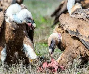 دیدنی‌های راز بقا؛ کرکس با سر رفت تو شکم گوسفند دلو رودشو درآورد  خونشو خورد