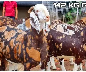 فرآوری بز؛ بزهایی با نقش و نگار خارق العاده که اندازه گاو شیر میدن