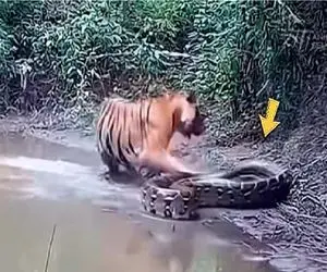 مستند حیات وحش؛ پیتون غول هجوم آورد به ببر خط دار بهاش رو پرداخت