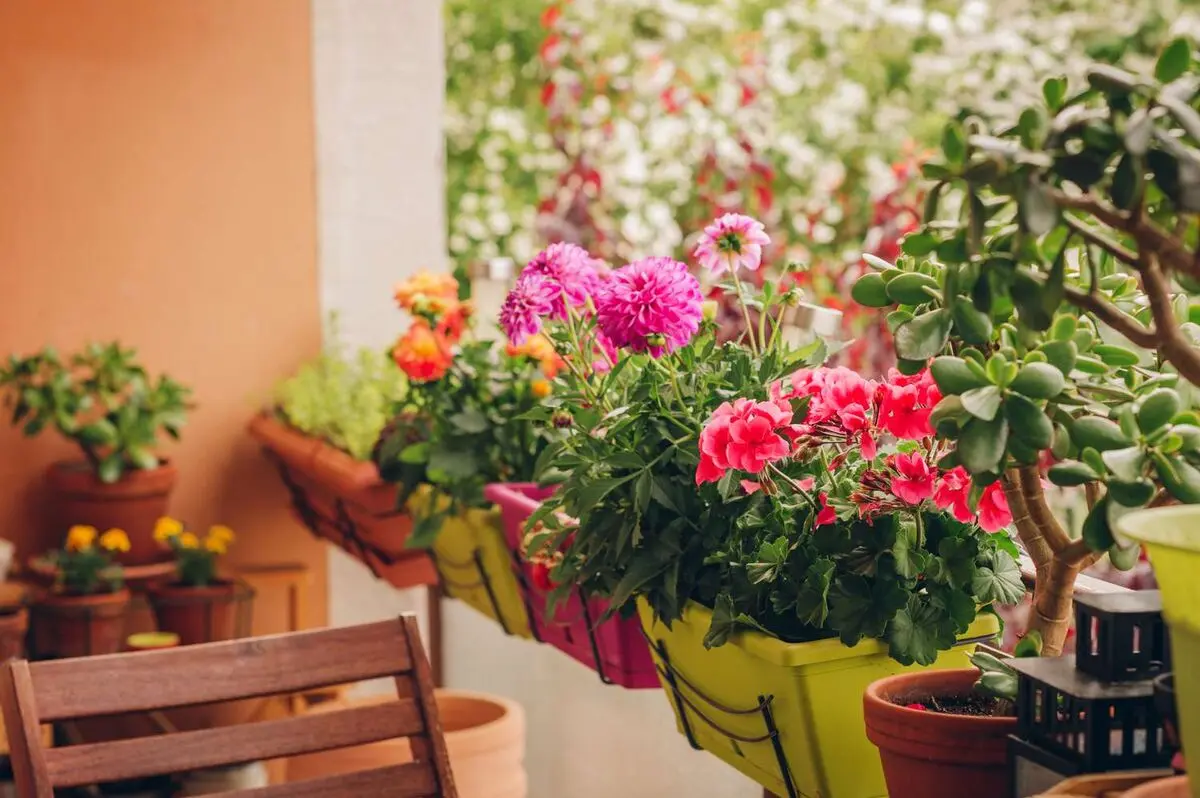 بهترین گل های بهاری برای تراس
