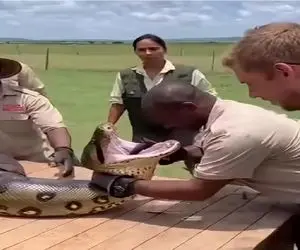 مستند کاوش؛ سیاه پوست کله خر کلش تو حلق مار گیر کرد