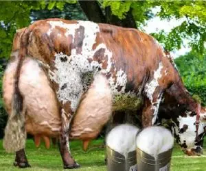 گاوهای باورنکردنی؛ گاو طفلی اینقدر شیر داره و ندوشیدنش که راه نمی تونه بره