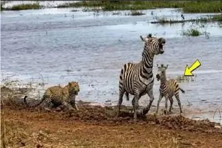بر مدار وحش؛ خر راه راه عزمشو زجم کرد کارما  شه بزنه به کمر شکارچی هاش