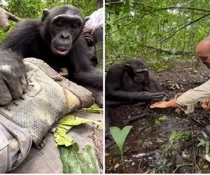 از بدایع حیات وحش؛ شامپانزه وسواسی تو دست آقاهه آب خورد اونو تمیز شست تحویلش داد