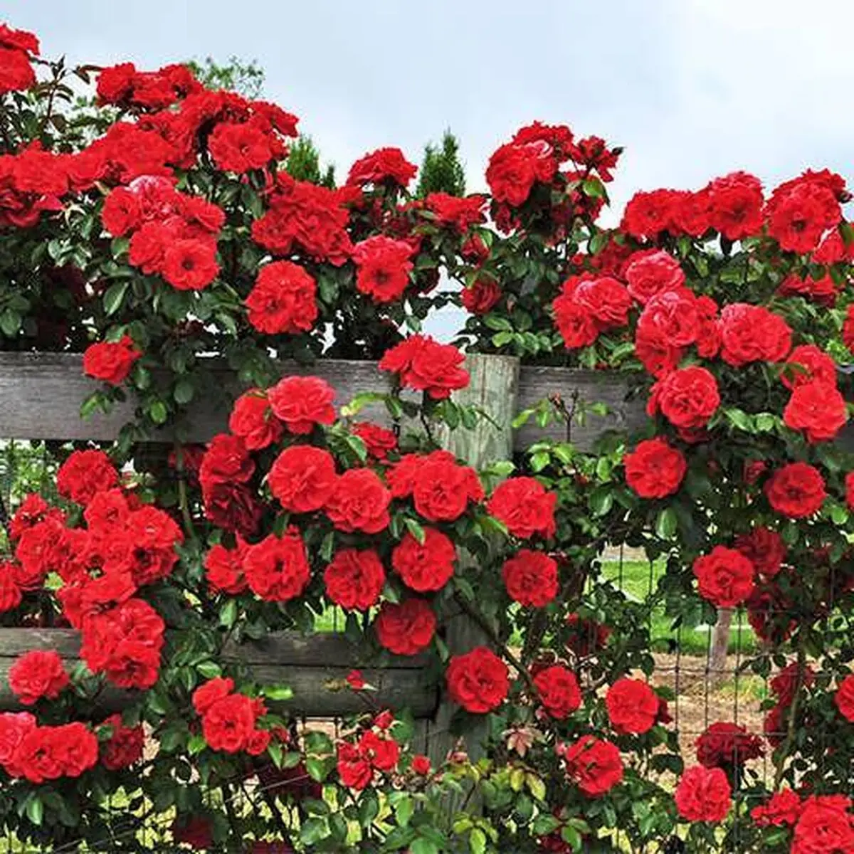 sweet-rier-red-seeds