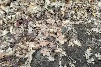 بازی فکری؛ اگه بتونی قورباغه استتار کرده رو پیدا کنی آزمون خلبانی آمریکارو قبول میشی