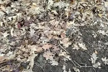 بازی فکری؛ اگه بتونی قورباغه استتار کرده رو پیدا کنی آزمون خلبانی آمریکارو قبول میشی