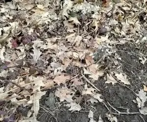 بازی فکری؛ اگه بتونی قورباغه استتار کرده رو پیدا کنی آزمون خلبانی آمریکارو قبول میشی