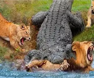 حیات وحش پر تنش؛ حمله دیوانه‌وار کروکودیل به شیر و کمک گله