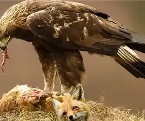 مستند حیات وحش / یورش عقاب از آسمان برای بلع دل و جیگر روباه دد