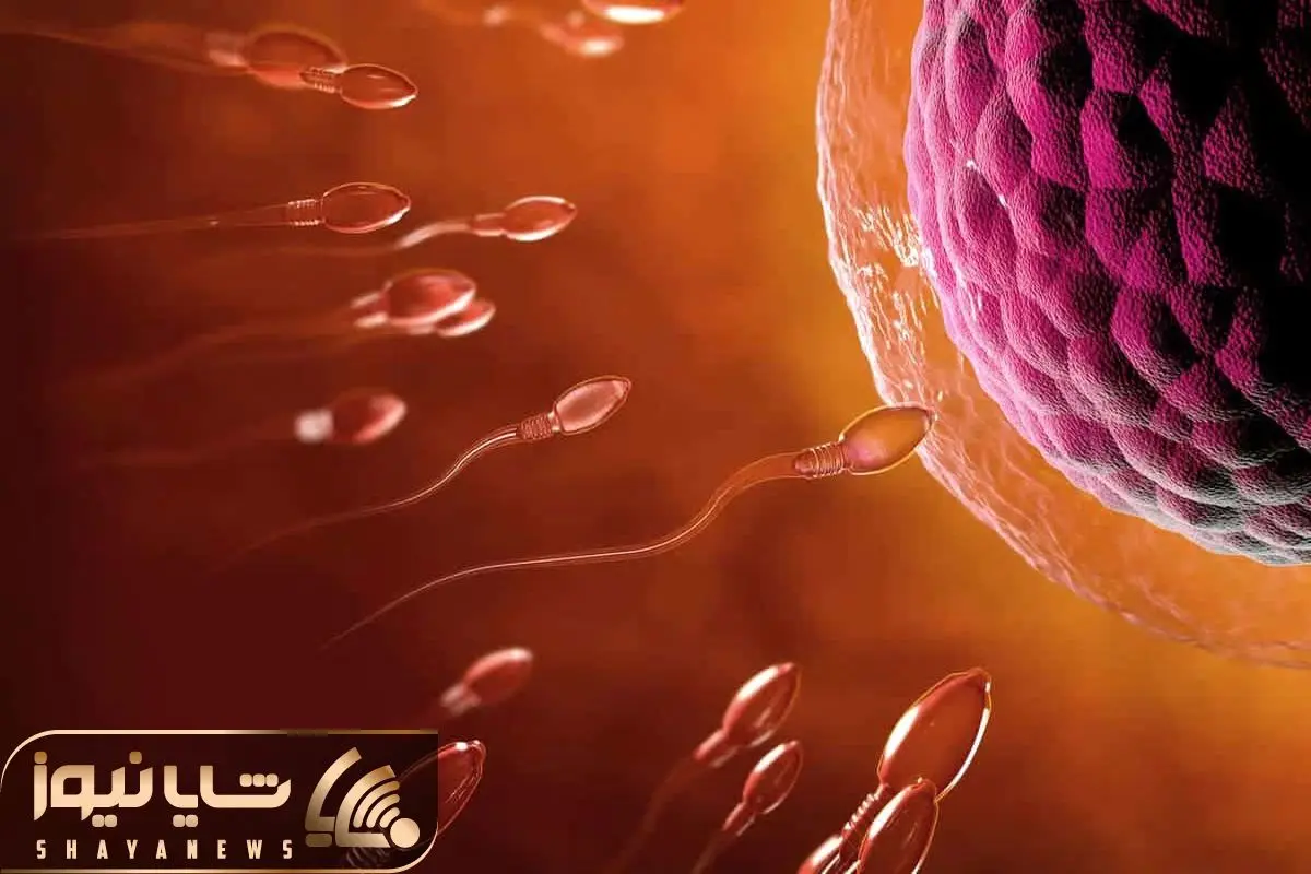 حقایق پنهان؛ لحظه فعال شدن تخمک توسط اسپرم وقتی زندگی قرار است با یک جرقه آغاز شود حقایق پنهان؛ لحظه فعال شدن تخمک توسط اسپرم وقتی زندگی قرار است با یک جرقه آغاز شود