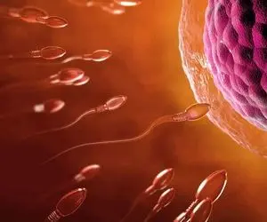 حقایق پنهان؛ لحظه فعال شدن تخمک توسط اسپرم وقتی زندگی قرار است با یک جرقه آغاز شود