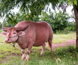 گاوهای باورنکردنی؛ گاو سرخ پوست و تو دشت سوئیس پروار و با شاخ دومتریش قداره میکنن 