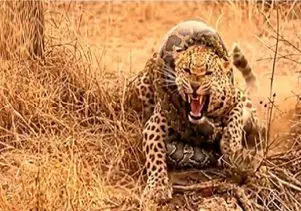 مستند حیات وحش؛ پیتون غول به یاری گوساله لاجون شتافت