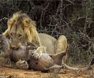 بدایع حیات وحش/ شیر توله گراز را بلعید