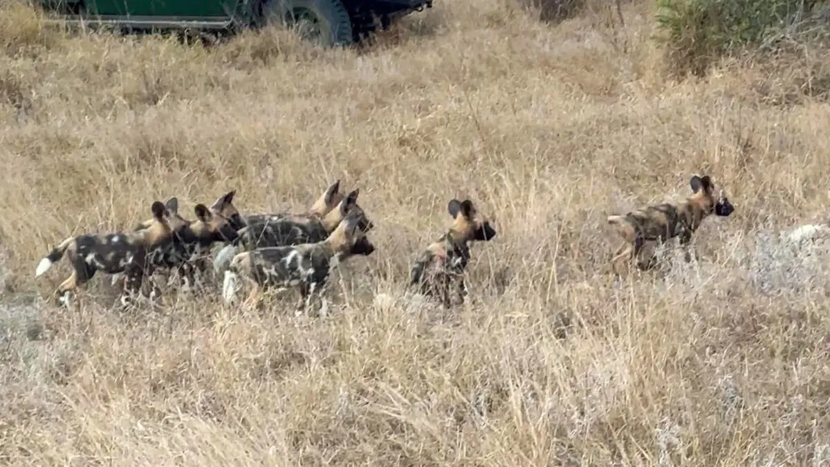 Wild-Dogs-Family-Makes-a-Huge-Noise-During-Reunion-1-1024x576-ezgif.com-webp-to-jpg-converter
