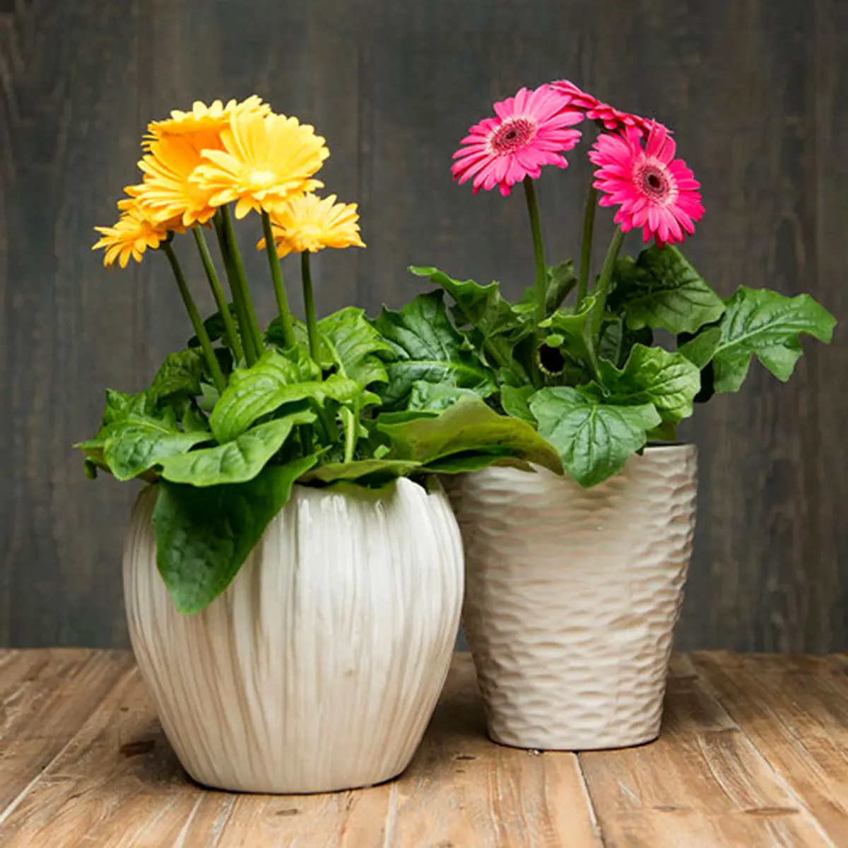 gerbera-care-گل-ژربرا