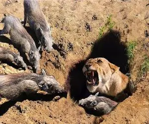 مستند حیات وحش / شیر پیگیر انقدر سوراخ گراز کند تا خودش جایگزین شد